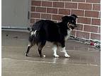 Snuggles Australian Shepherd Adult Female