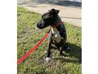 Demi Plott Hound Puppy Female