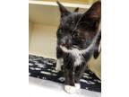 55606012 Domestic Shorthair Kitten Female