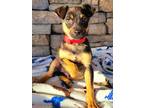 Christian Shepherd (Unknown Type) Puppy Male