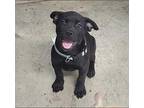 B-dawg Mixed Breed (Medium) Puppy Male