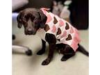 Pam Labrador Retriever Young Female
