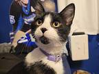 Ivy (bonded with Gooseberry) Domestic Shorthair Young Male
