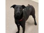 Tristan American Pit Bull Terrier Young Female