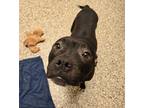 Chloe American Pit Bull Terrier Adult Female