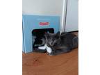 Janet Domestic Shorthair Kitten Female