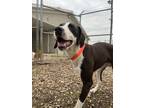 Huey Pointer Puppy Male