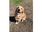 Dozer Golden Retriever Young Male