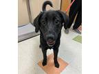Jewels Labrador Retriever Puppy Female