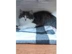 Chrissy Domestic Longhair Kitten Female