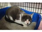 Jack Domestic Shorthair Kitten Male