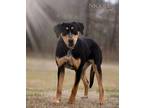 Ella Australian Shepherd Young Female