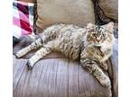 Mouse (female) Domestic Mediumhair Young Female