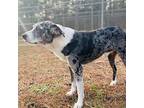 Steele Australian Shepherd Adult Male
