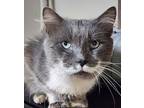 Clyde Domestic Longhair Senior Male