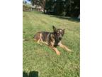 Adopt Trigger 2 a Australian Cattle Dog / Blue Heeler, Terrier