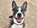 Adopt SHADOWFELL* a Australian Cattle Dog / Blue Heeler, Pit Bull Terrier