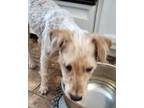 Adopt Tristan a Wheaten Terrier