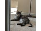 Adopt Stripes a Domestic Short Hair