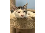 Adopt Guava a Domestic Short Hair