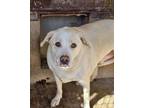 Adopt Bodi a Labrador Retriever