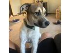 Adopt Tornado D15811 a Australian Cattle Dog / Blue Heeler