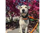Adopt Styles D15833 a Husky