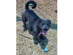 Adopt SMOKEY a Pit Bull Terrier, Mixed Breed