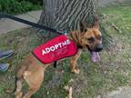 Adopt Scooby a Boxer, Shepherd
