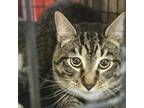 Adopt Buzz a Domestic Short Hair