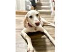 Adopt Beaumont a Hound, Pointer