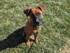 Matilda German Shepherd Dog Young Female