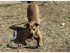Billy German Shepherd Dog Young Male