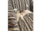 Josie Shih Tzu Young Female