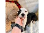 Lisa Waller American Pit Bull Terrier Puppy Female