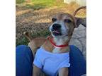 Mr. Rodgers Chihuahua Senior Male