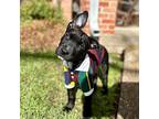 Smokey Park Ittie Bittie Pittie Mix American Pit Bull Terrier Puppy Male