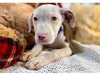 Janet Waller American Pit Bull Terrier Puppy Female