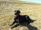 Jonas Labrador Retriever Adult Male