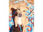 Hope Stepczyk Labrador Retriever Adult Female
