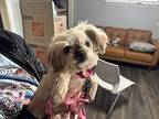 Cici Waller Shih Tzu Senior Female