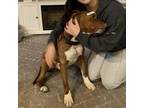 Adopt Boots a Labrador Retriever, Basset Hound