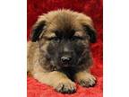 Daytona German Shepherd Dog Puppy Female
