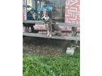 Casper the Ghost American Hairless Terrier Senior Male
