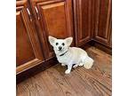 Nina Chihuahua Senior Female