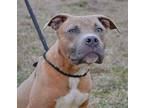 Eddie Staffordshire Bull Terrier Puppy Male