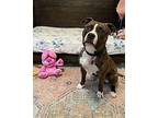 Scoot Bootin Sushi Boxer Adult Male