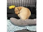 Tot. ADOPT PENDING Dachshund Puppy Male