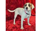 Cupcake *foster needed* Boxer Young Female
