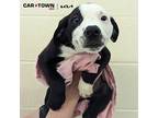 Fig Hound (Unknown Type) Puppy Male